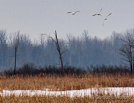 Swans In Flight_21985.jpg - Trumpeter Swan (Cygnus buccinator) photographed along the Rideau Canal Waterway at the Swale in Smiths Falls, Ontario, Canada.